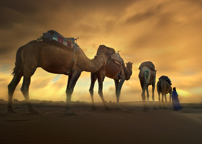 Golden Triangle & Royal Rajasthan (image 4)