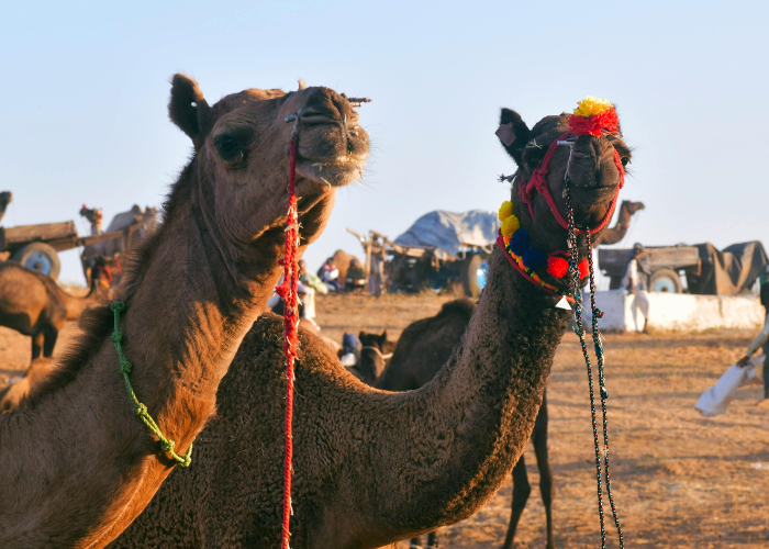 Golden Triangle & Royal Rajasthan (image 5)